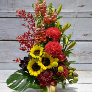 Lorikeet – Bright Arrangement