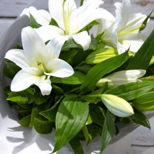Graceful Lilies