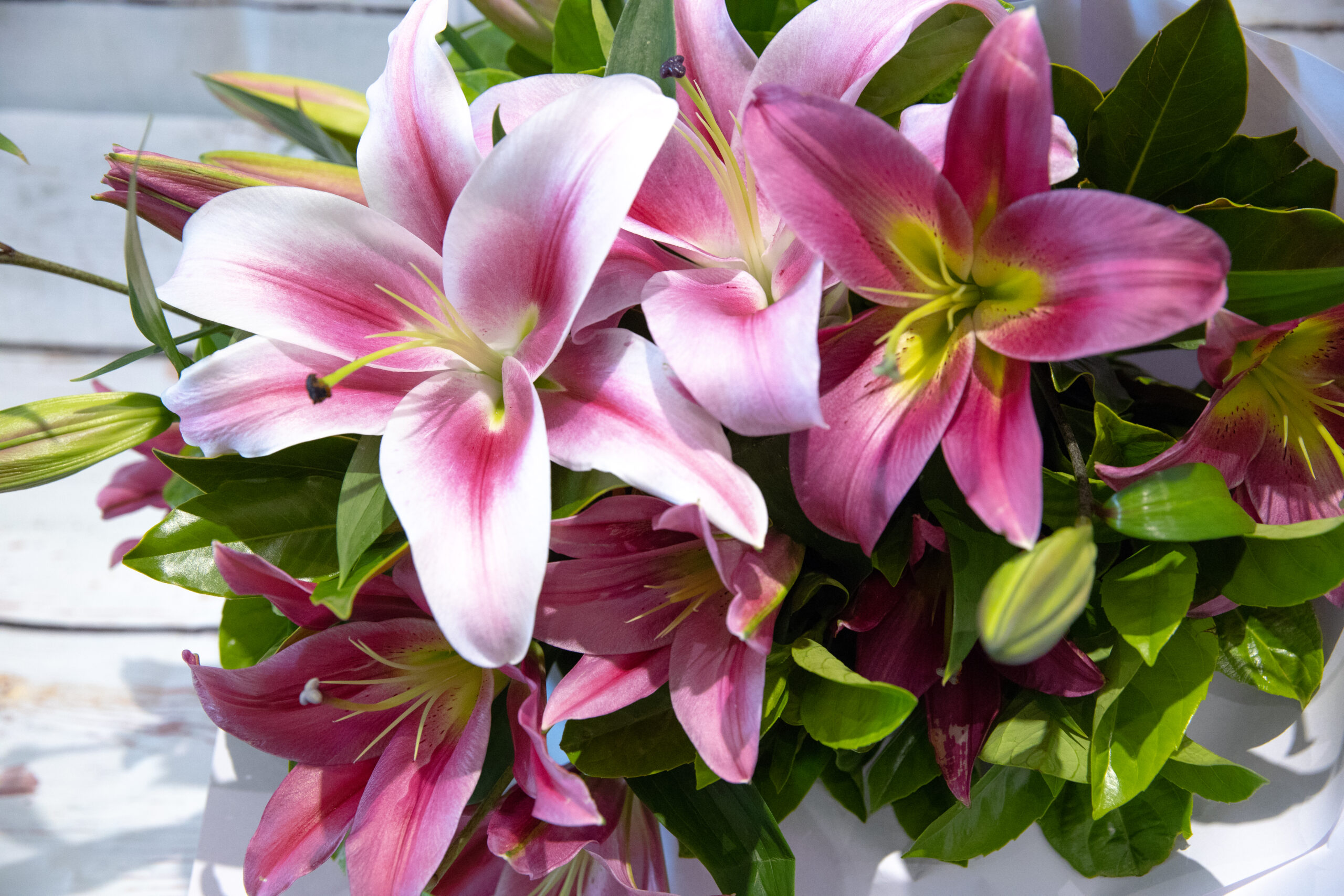 Graceful Lilies
