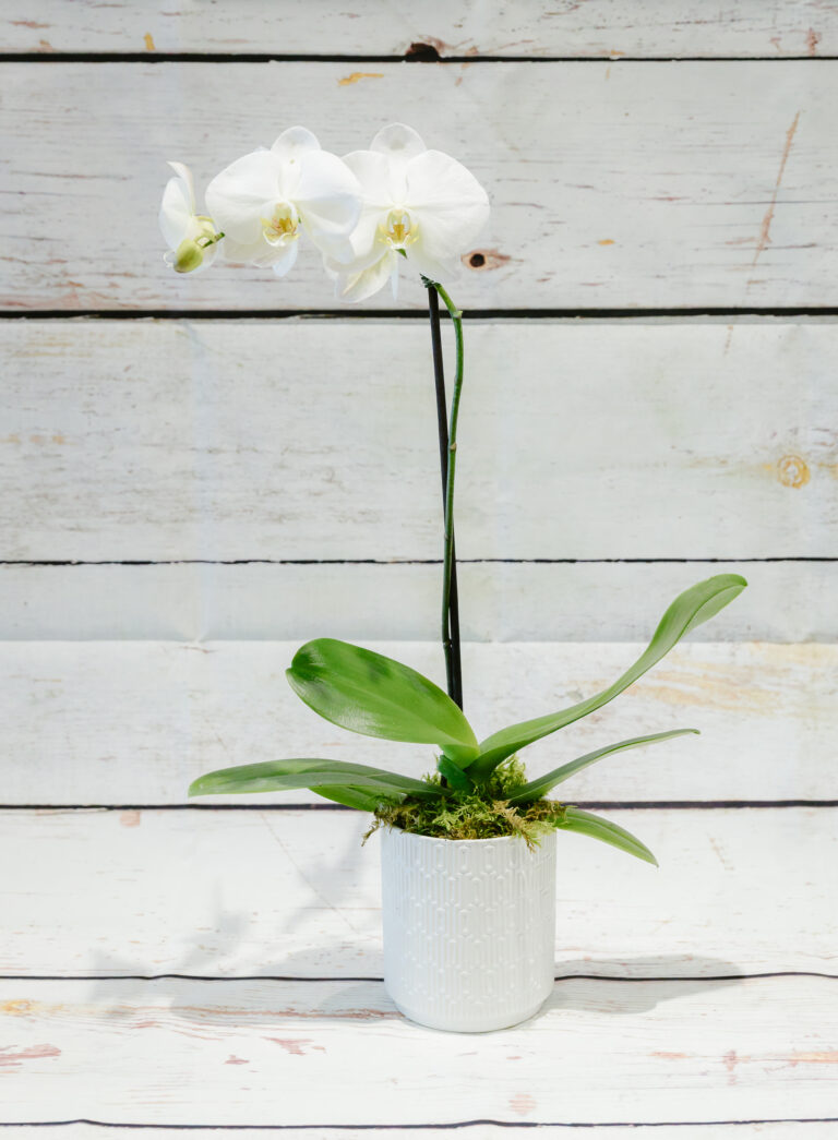 Indoor plants and orchids