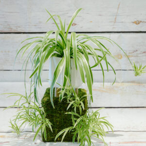 Chlorophytum – Spider Plant