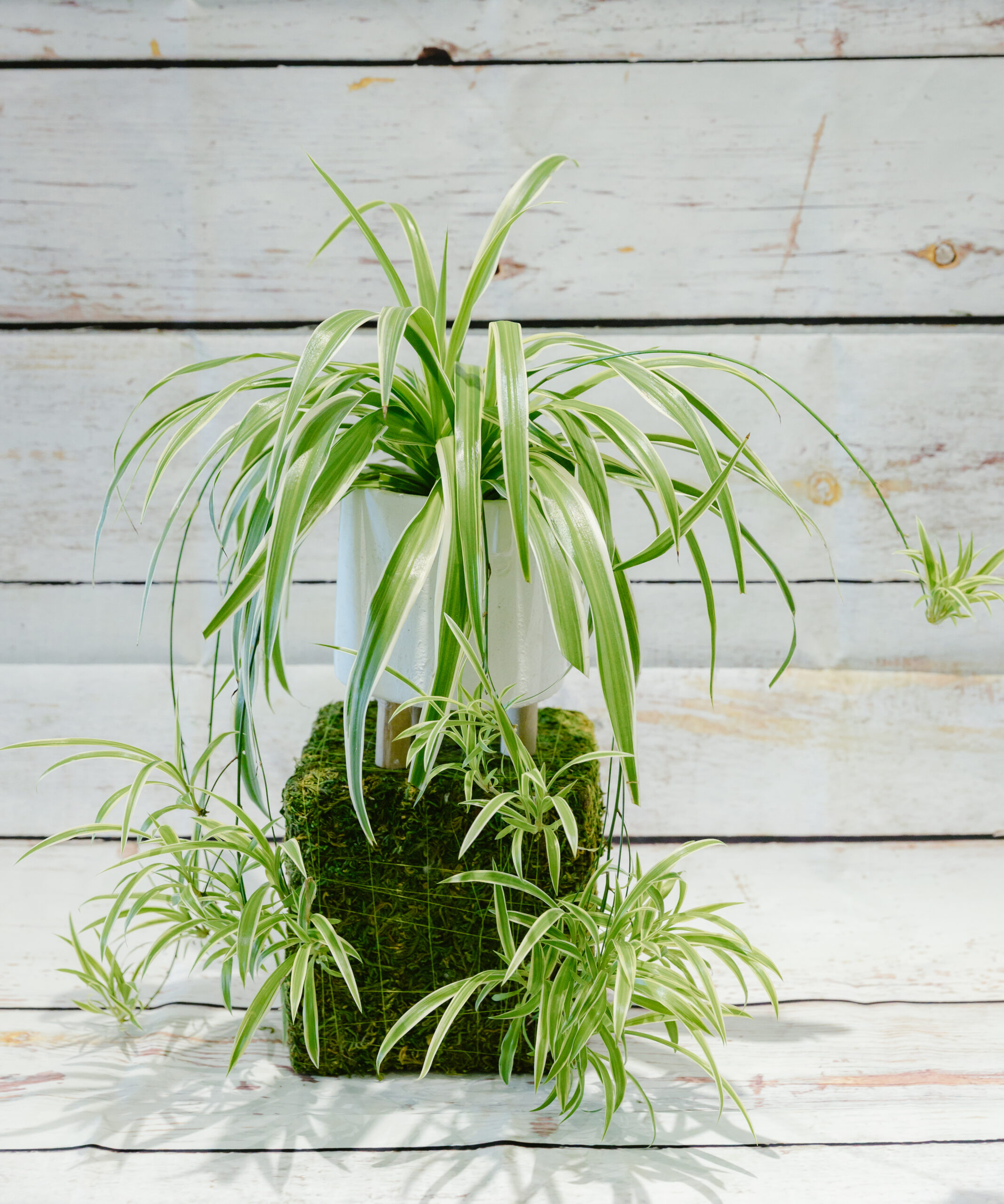 Chlorophytum – Spider Plant