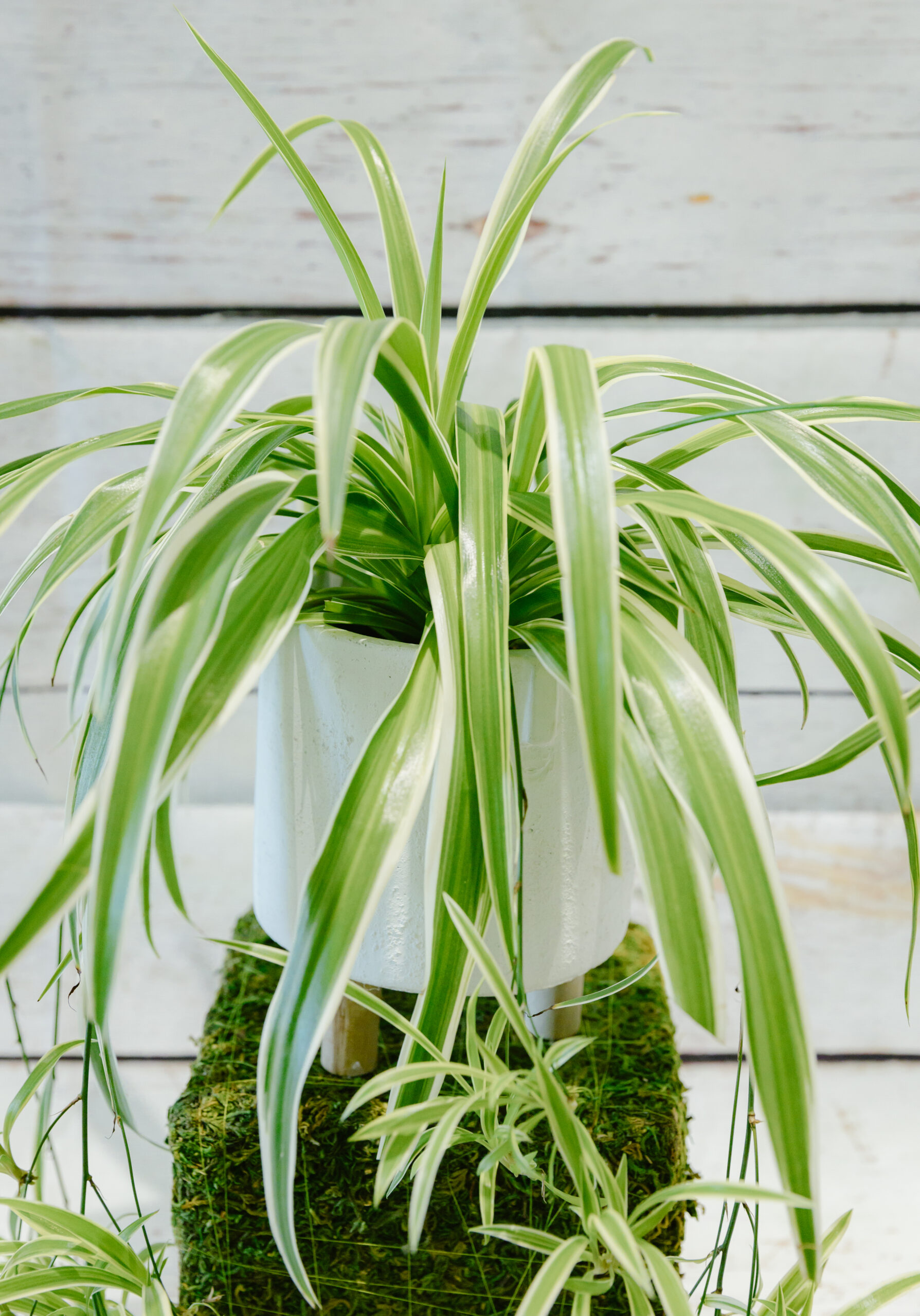 Chlorophytum – Spider Plant - Image 2