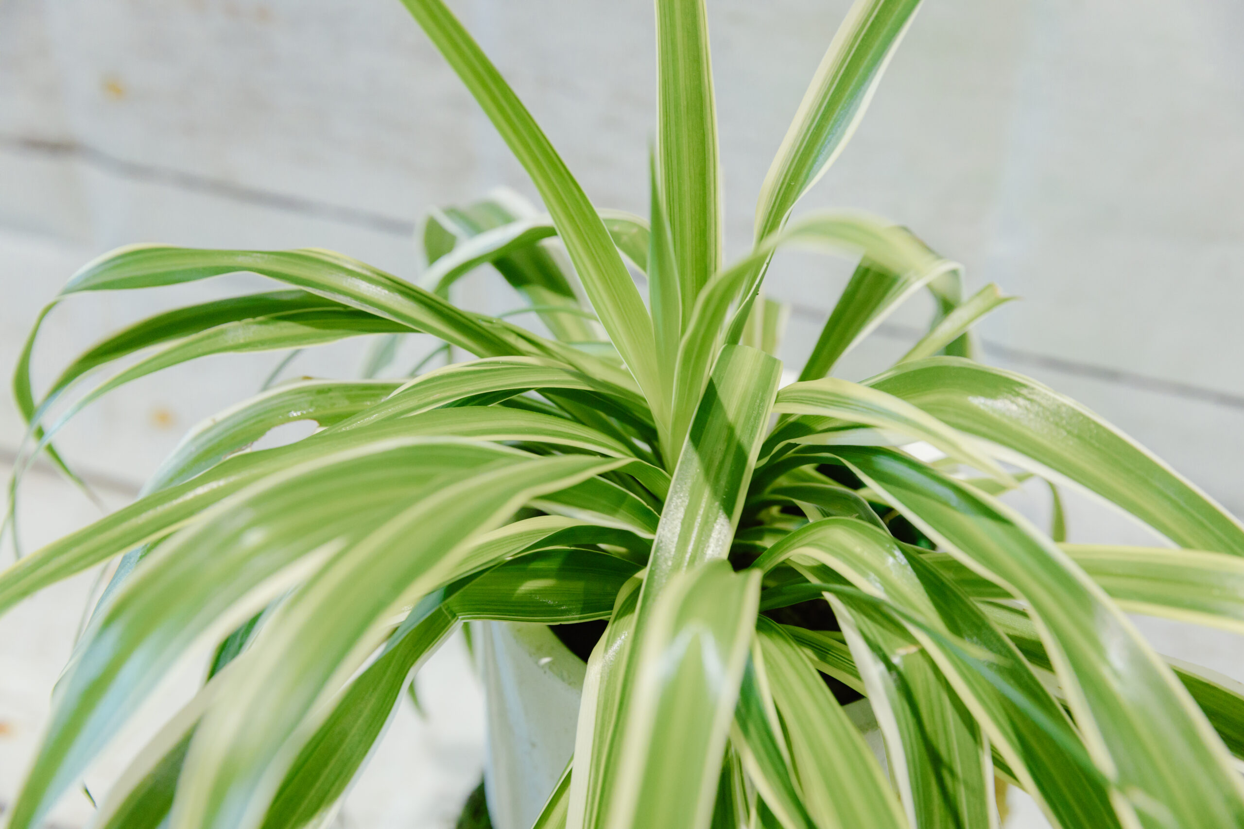 Chlorophytum – Spider Plant - Image 3